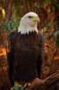 American Bald Eagle Image
